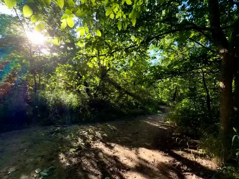 Sunshine and shadows paint a peaceful trail through the lush forest.